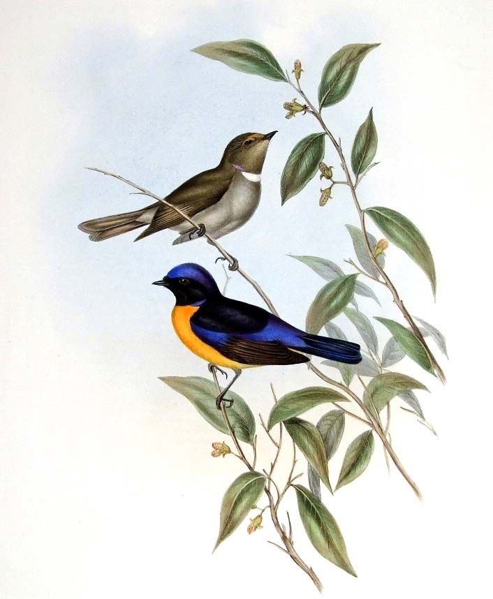 Rufous-bellied Niltava