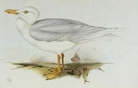 Iceland Gull