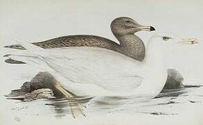 Glaucous Gull