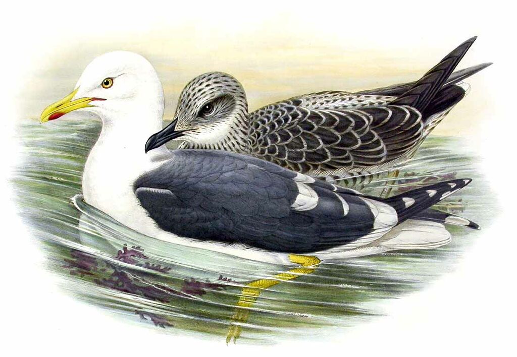 Lesser Black-backed Gull