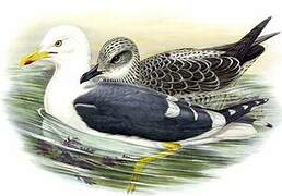 Lesser Black-backed Gull