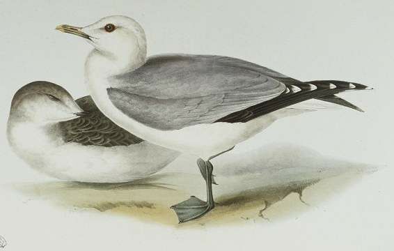 Common Gull