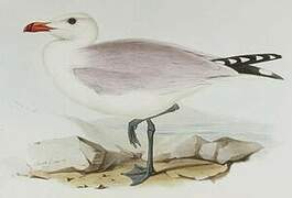 Audouin's Gull