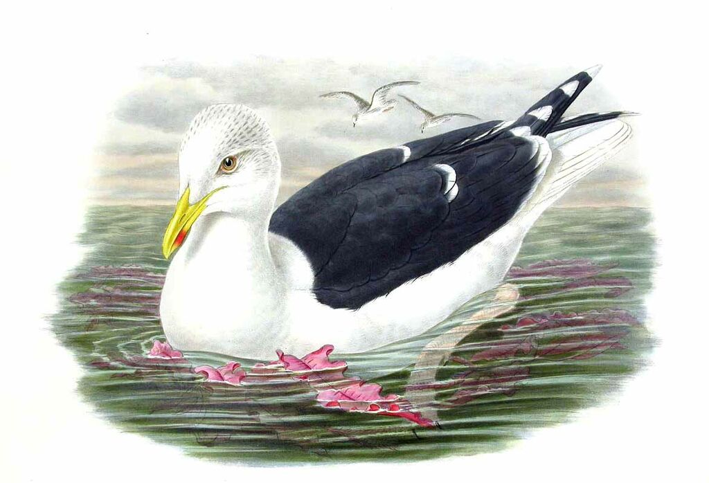 Great Black-backed Gull