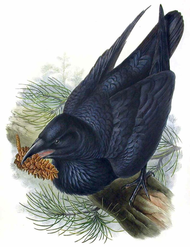 Northern Raven