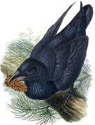 Northern Raven