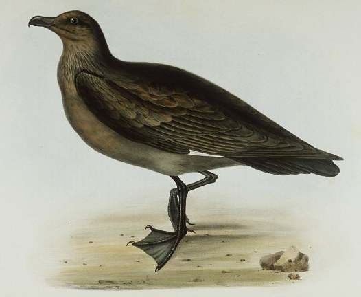 Great Skua