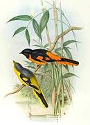 Grand Minivet