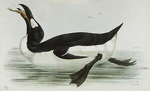 Great Auk