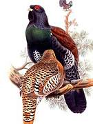 Western Capercaillie