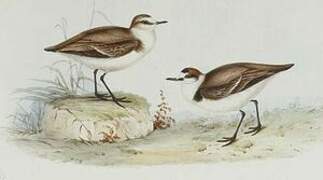 Kentish Plover