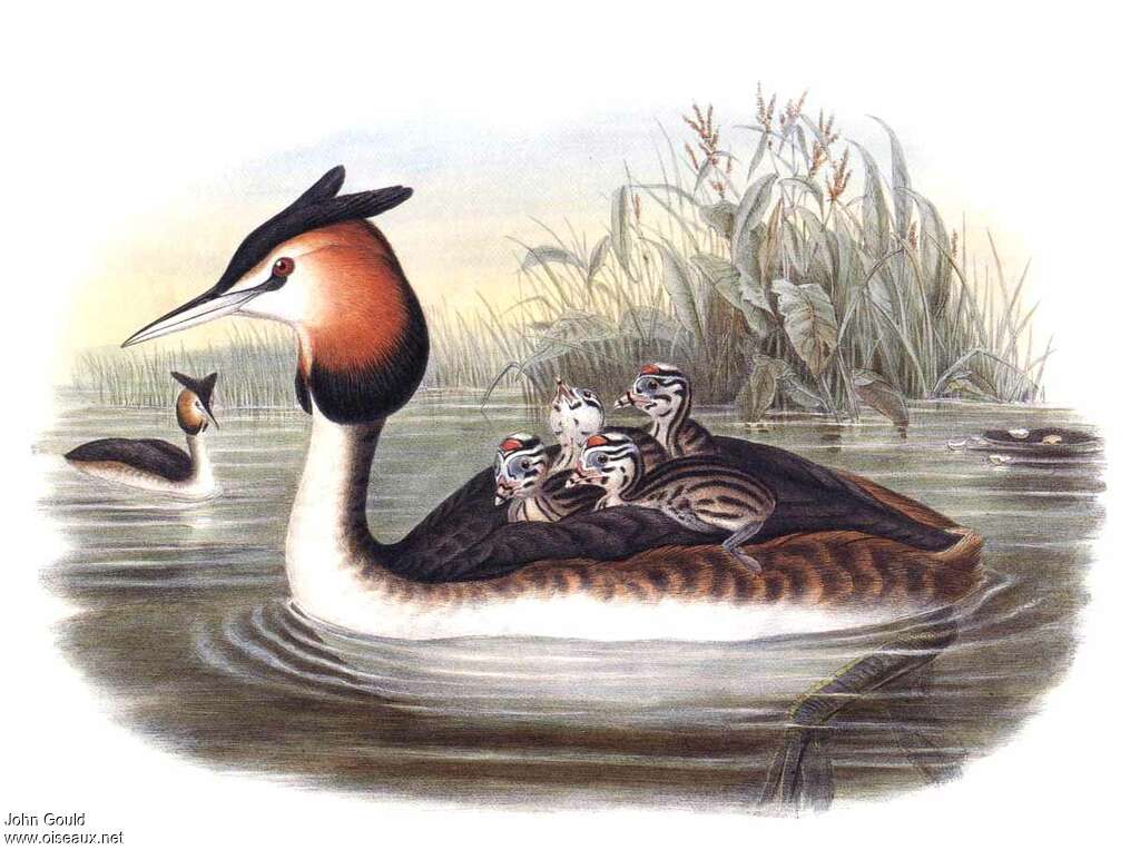 Great Crested Grebe