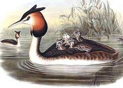 Great Crested Grebe