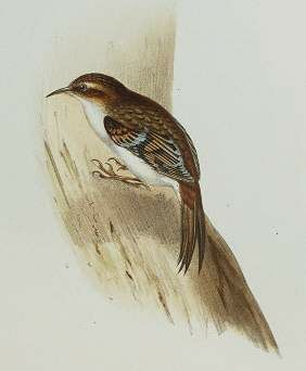 Eurasian Treecreeper