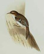 Eurasian Treecreeper