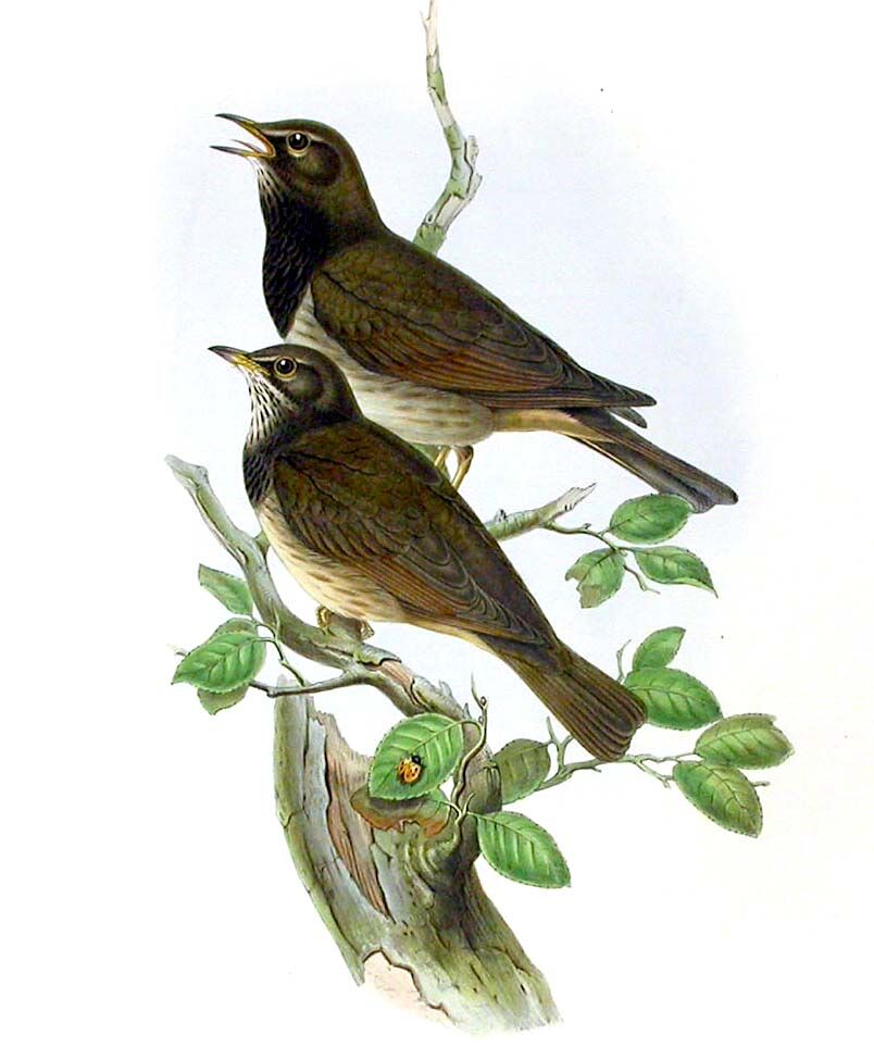 Black-throated Thrush