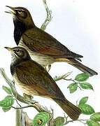 Black-throated Thrush