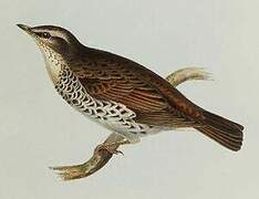 Naumann's Thrush