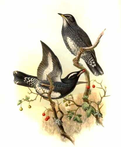 Siberian Thrush