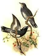 Siberian Thrush