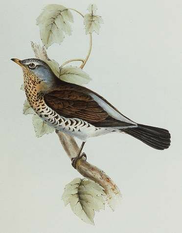 Fieldfare