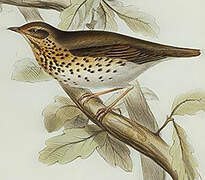 Song Thrush