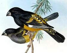 White-winged Grosbeak