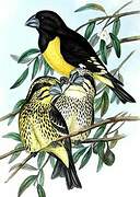 Spot-winged Grosbeak