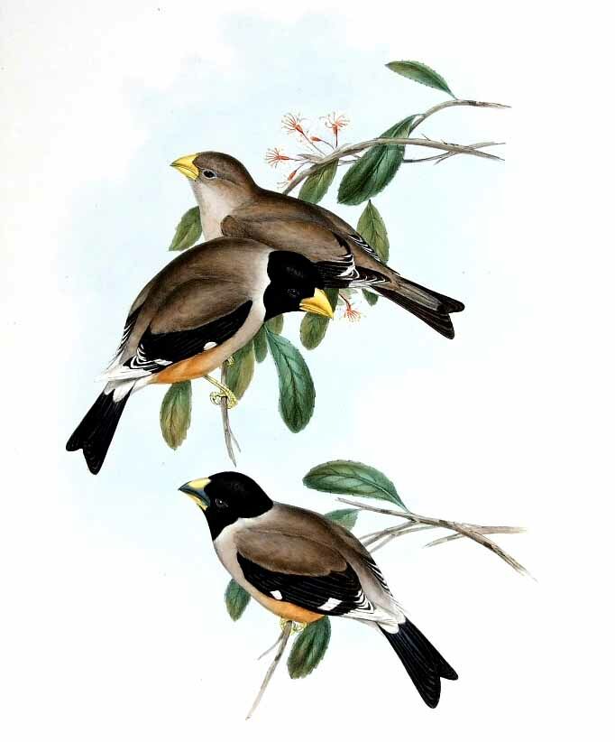 Chinese Grosbeak