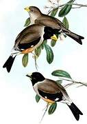 Chinese Grosbeak