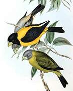 Black-and-yellow Grosbeak