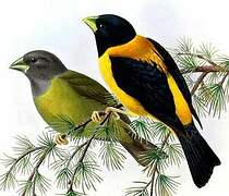 Collared Grosbeak