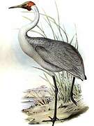 Grue brolga