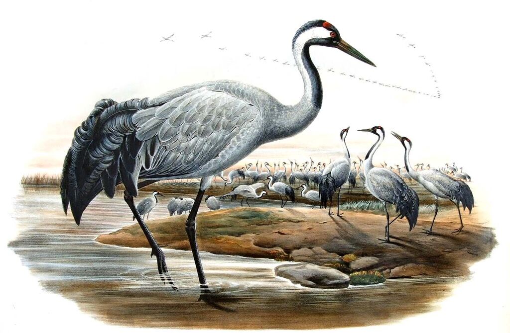 Common Crane