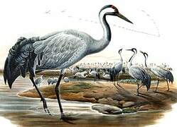 Common Crane