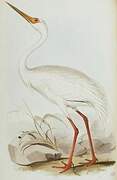 Siberian Crane