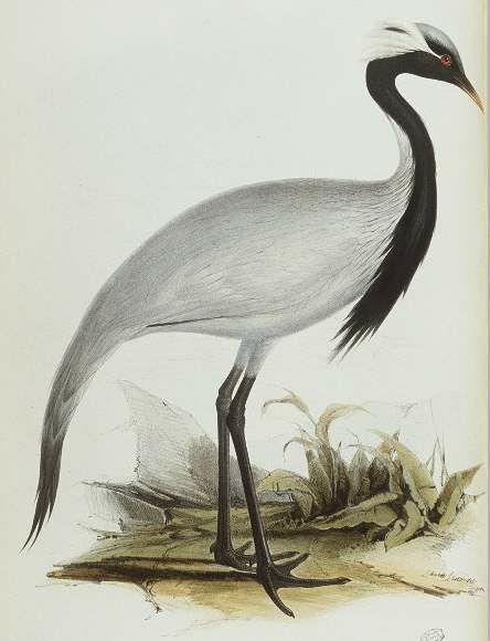 Demoiselle Crane