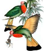 Red-bearded Bee-eater