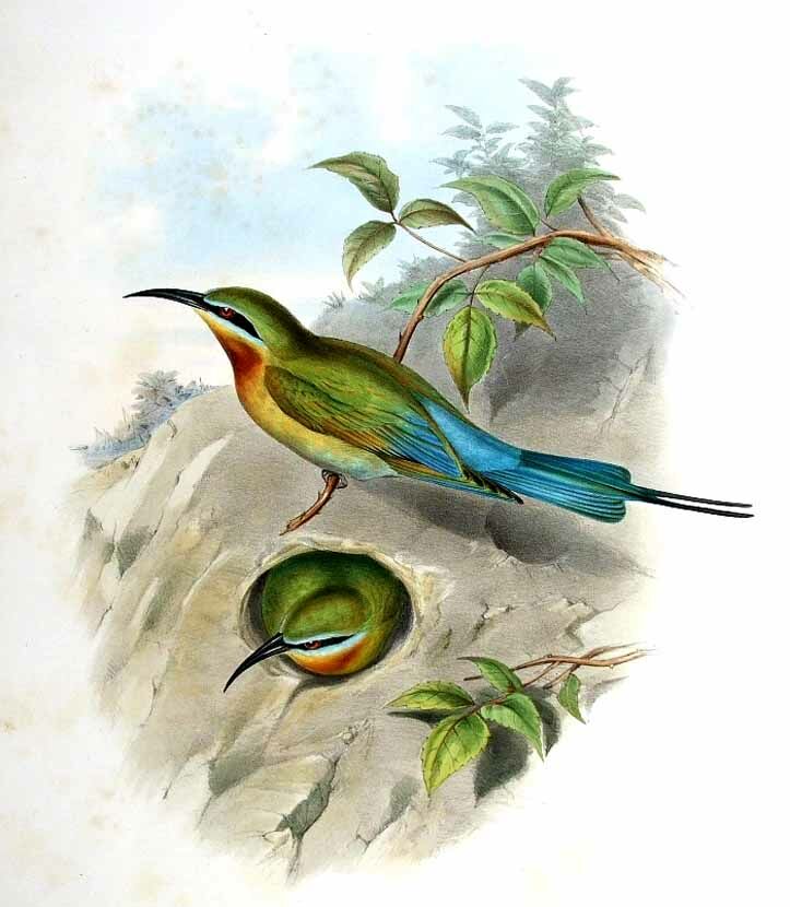 Blue-tailed Bee-eater