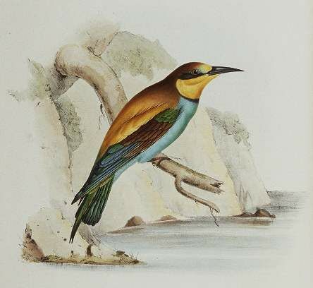 European Bee-eater