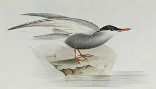 Whiskered Tern