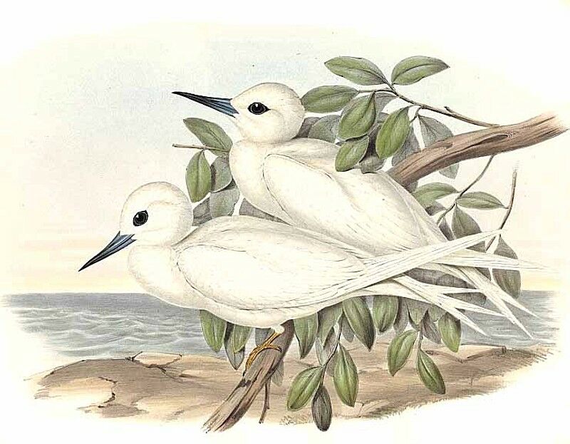 White Tern