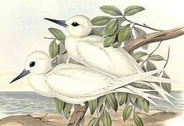 White Tern