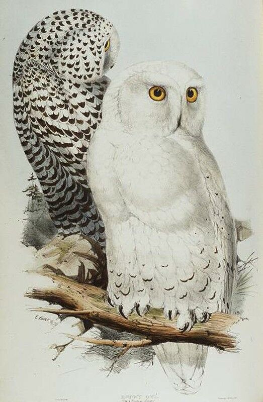 Snowy Owl