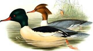 Common Merganser