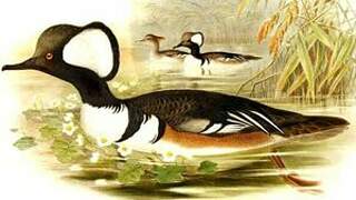 Hooded Merganser