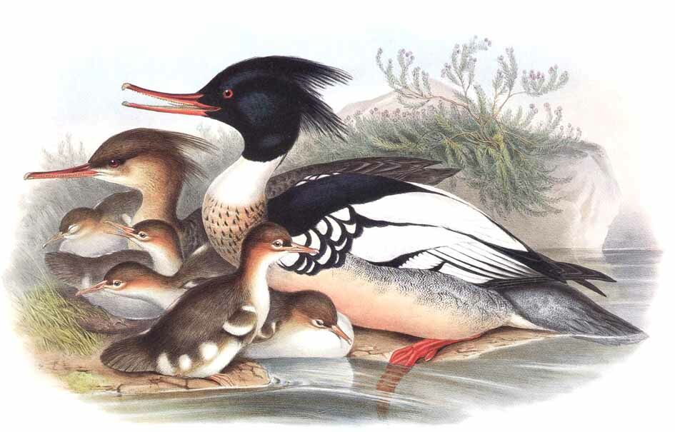 Red-breasted Merganser