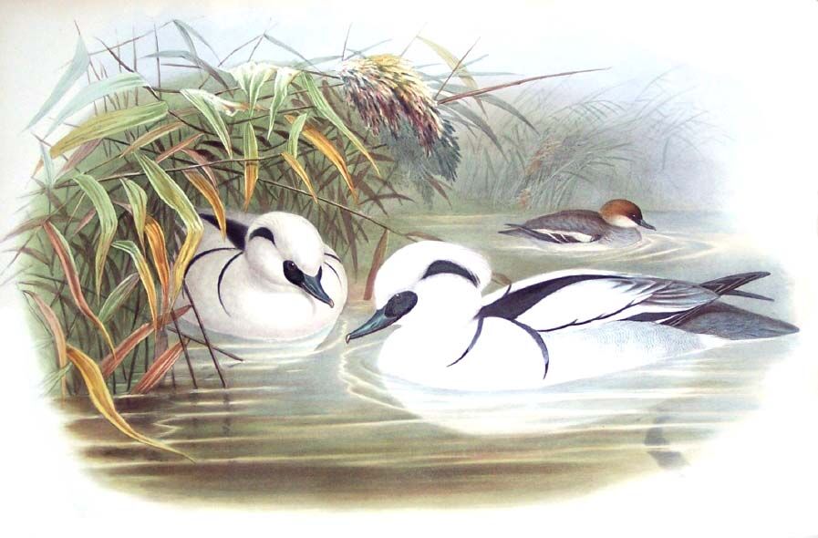 Smew