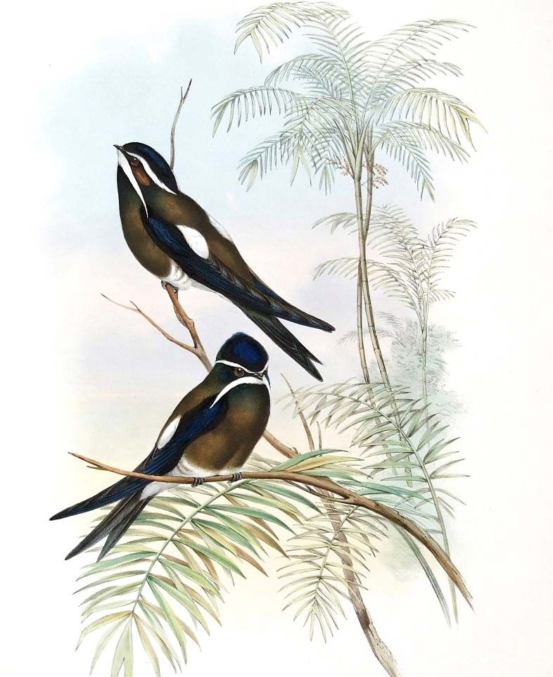 Whiskered Treeswift