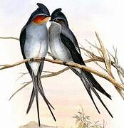 Crested Treeswift